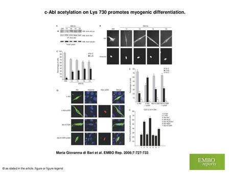 c‐Abl acetylation on Lys 730 promotes myogenic differentiation.