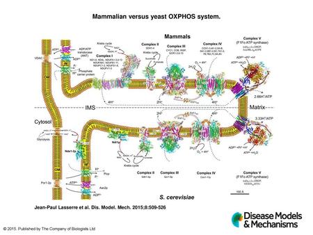 Mammalian versus yeast OXPHOS system.