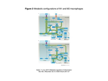 Figure 3 Metabolic configurations of M1 and M2 macrophages