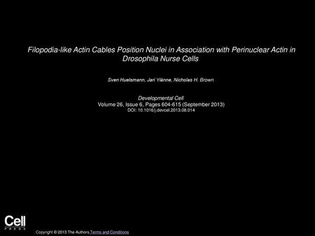 Filopodia-like Actin Cables Position Nuclei in Association with Perinuclear Actin in Drosophila Nurse Cells  Sven Huelsmann, Jari Ylänne, Nicholas H.
