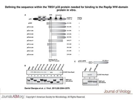 Defining the sequence within the TBSV p33 protein needed for binding to the Rsp5p WW-domain protein in vitro. Defining the sequence within the TBSV p33.
