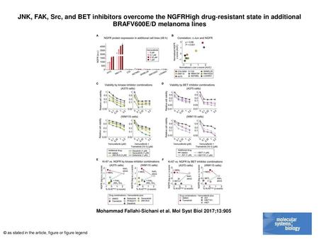 JNK, FAK, Src, and BET inhibitors overcome the NGFRHigh drug‐resistant state in additional BRAFV600E/D melanoma lines JNK, FAK, Src, and BET inhibitors.