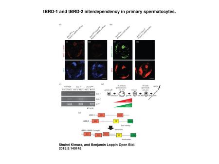 tBRD-1 and tBRD-2 interdependency in primary spermatocytes.