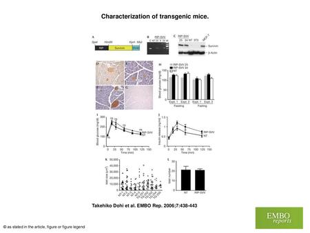 Characterization of transgenic mice.