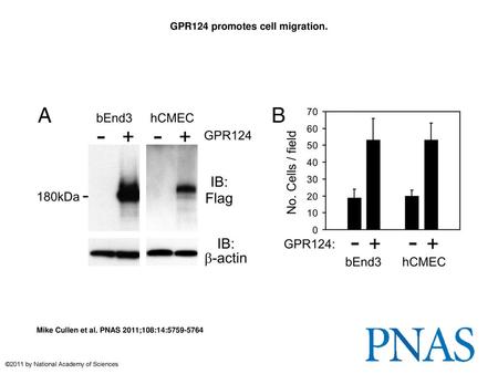 GPR124 promotes cell migration.