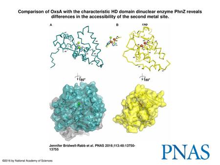 Comparison of OxsA with the characteristic HD domain dinuclear enzyme PhnZ reveals differences in the accessibility of the second metal site. Comparison.