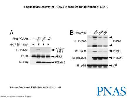 Phosphatase activity of PGAM5 is required for activation of ASK1.