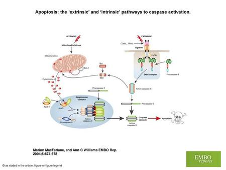 Apoptosis: the ‘extrinsic’ and ‘intrinsic’ pathways to caspase activation. Apoptosis: the ‘extrinsic’ and ‘intrinsic’ pathways to caspase activation. Two.