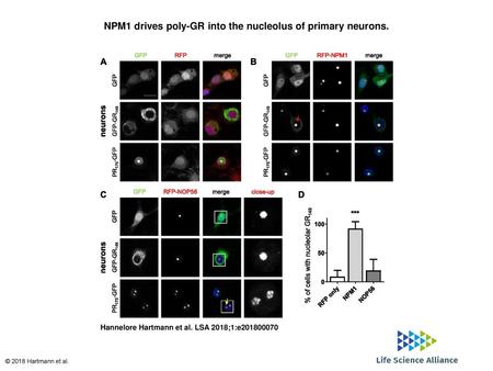 NPM1 drives poly-GR into the nucleolus of primary neurons.