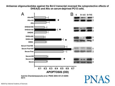 Antisense oligonucleotides against the Bcl-2 transcript reversed the cytoprotective effects of DHEA(S) and Allo on serum-deprived PC12 cells. Antisense.