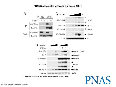 PGAM5 associates with and activates ASK1.