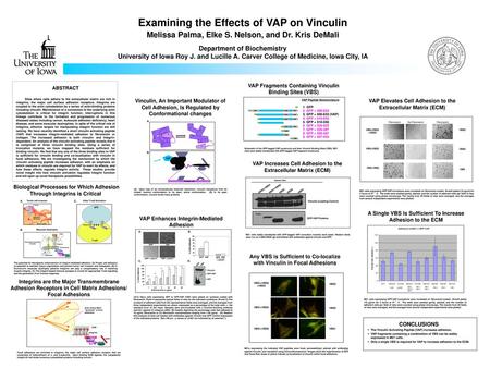 Examining the Effects of VAP on Vinculin
