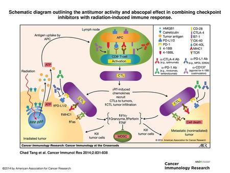 Schematic diagram outlining the antitumor activity and abscopal effect in combining checkpoint inhibitors with radiation-induced immune response. Schematic.