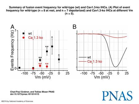 Summary of fusion event frequency for wild-type (wt) and Cav1