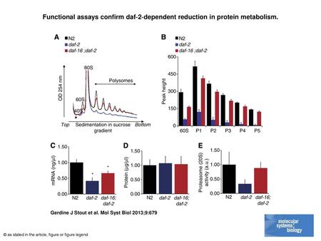 Functional assays confirm daf‐2‐dependent reduction in protein metabolism. Functional assays confirm daf‐2‐dependent reduction in protein metabolism. (A)