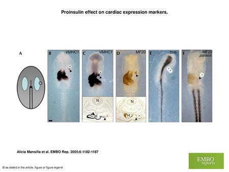 Proinsulin effect on cardiac expression markers.