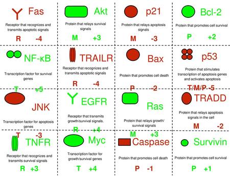 Fas NF-κB JNK Bcl-2 Akt p21 Bax Ras TRAILR p53 EGFR TRADD Myc TNFR