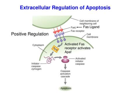 Extracellular Regulation of Apoptosis