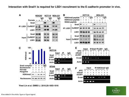 Interaction with Snail1 is required for LSD1 recruitment to the E‐cadherin promoter in vivo. Interaction with Snail1 is required for LSD1 recruitment to.