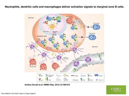 Neutrophils, dendritic cells and macrophages deliver activation signals to marginal zone B cells. Neutrophils, dendritic cells and macrophages deliver.