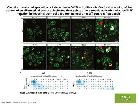 Clonal expansion of sporadically induced K‐rasG12D in Lgr5hi cells Confocal scanning of the bottom of small intestinal crypts at indicated time points.