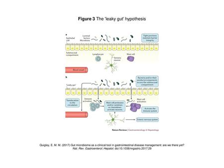 Figure 3 The 'leaky gut' hypothesis
