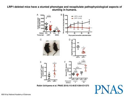 LRP1-deleted mice have a stunted phenotype and recapitulate pathophysiological aspects of stunting in humans. LRP1-deleted mice have a stunted phenotype.