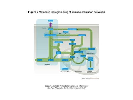 Figure 2 Metabolic reprogramming of immune cells upon activation