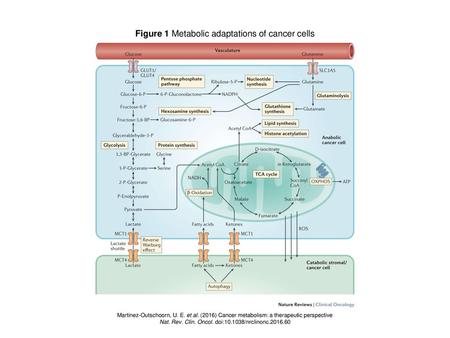 Figure 1 Metabolic adaptations of cancer cells