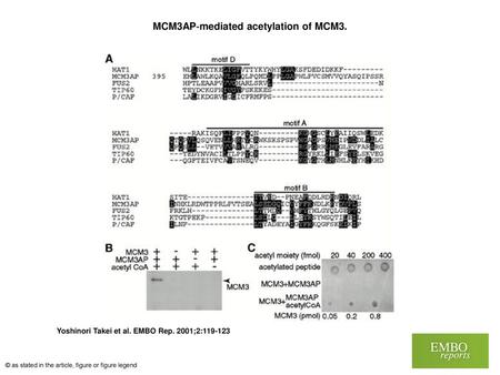 MCM3AP‐mediated acetylation of MCM3.