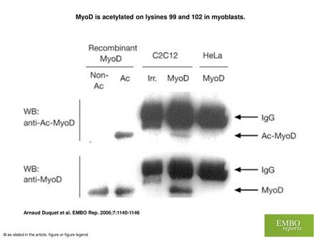 MyoD is acetylated on lysines 99 and 102 in myoblasts.