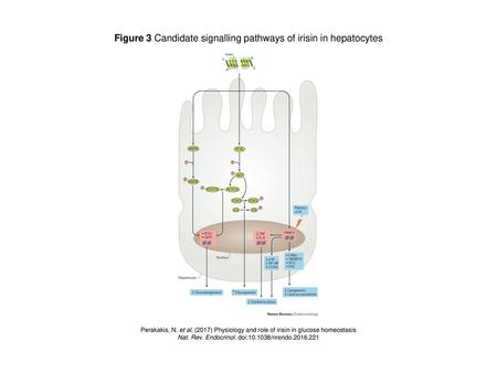 Figure 3 Candidate signalling pathways of irisin in hepatocytes