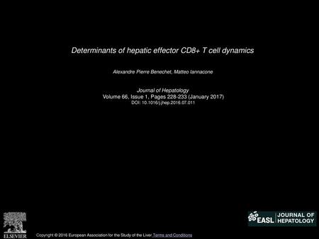 Determinants of hepatic effector CD8+ T cell dynamics