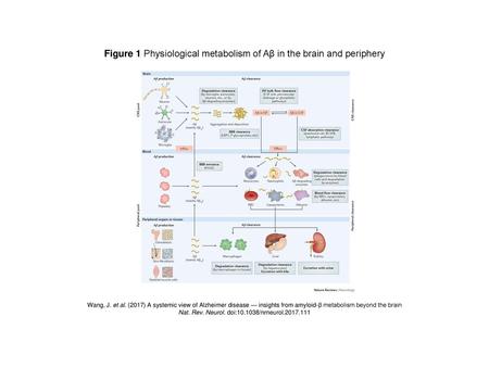 Figure 1 Physiological metabolism of Aβ in the brain and periphery