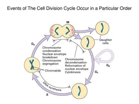 Events of The Cell Division Cycle Occur in a Particular Order