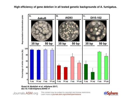 High efficiency of gene deletion in all tested genetic backgrounds of A. fumigatus. High efficiency of gene deletion in all tested genetic backgrounds.