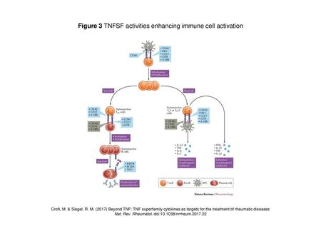Figure 3 TNFSF activities enhancing immune cell activation