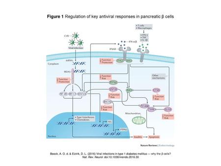 Figure 1 Regulation of key antiviral responses in pancreatic β cells