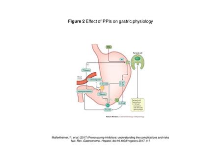Figure 2 Effect of PPIs on gastric physiology