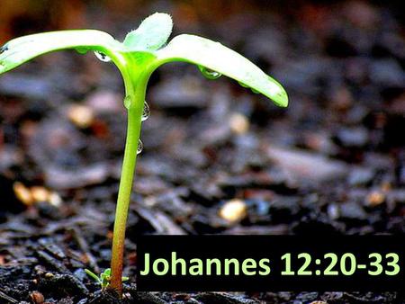 Johannes 12:20-33 Powerpoint-agtergrond