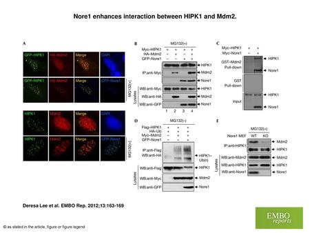 Nore1 enhances interaction between HIPK1 and Mdm2.