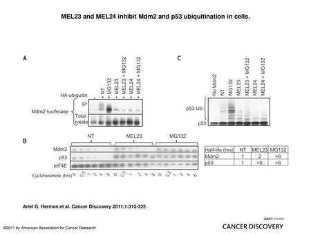 MEL23 and MEL24 inhibit Mdm2 and p53 ubiquitination in cells.
