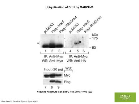Ubiquitination of Drp1 by MARCH‐V.