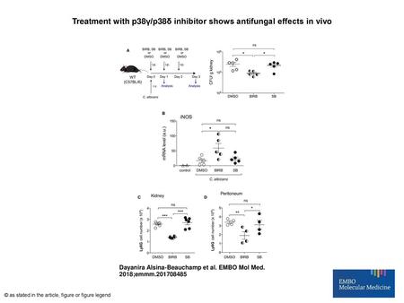 Treatment with p38γ/p38δ inhibitor shows antifungal effects in vivo