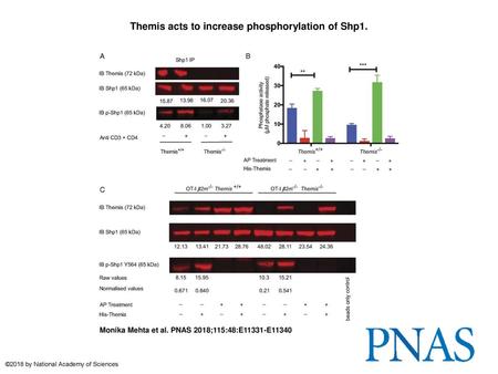 Themis acts to increase phosphorylation of Shp1.