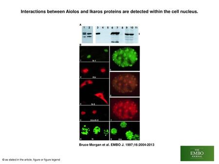 Interactions between Aiolos and Ikaros proteins are detected within the cell nucleus. Interactions between Aiolos and Ikaros proteins are detected within.