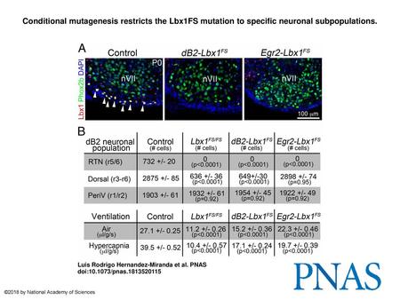 Conditional mutagenesis restricts the Lbx1FS mutation to specific neuronal subpopulations. Conditional mutagenesis restricts the Lbx1FS mutation to specific.