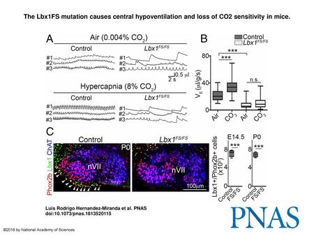 The Lbx1FS mutation causes central hypoventilation and loss of CO2 sensitivity in mice. The Lbx1FS mutation causes central hypoventilation and loss of.