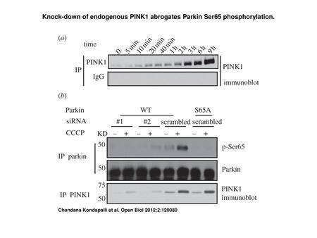 Knock-down of endogenous PINK1 abrogates Parkin Ser65 phosphorylation.