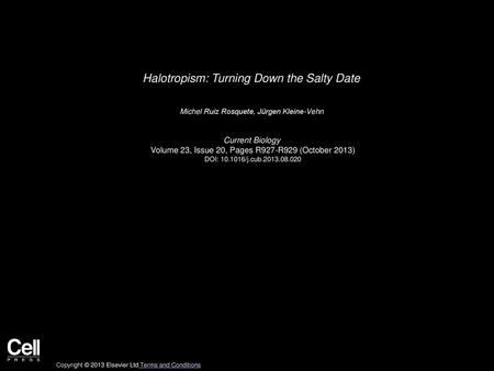 Halotropism: Turning Down the Salty Date
